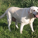 Thysie