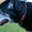 Billy - der freundliche Opi