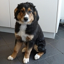 Benny 2