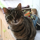 Chicco