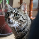 Chicco
