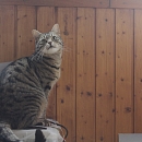 Chicco