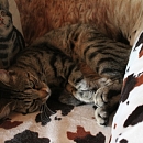 Chicco