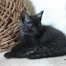 Camina