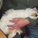 Lilica