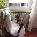 Miezzi - Einzelprinzessin