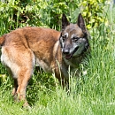 Vulcain