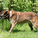 Vulcain