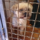 Shila