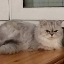 Sultan