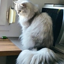 Sultan