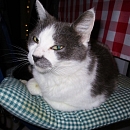 Cesar