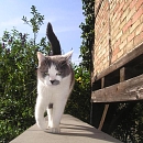Cesar