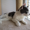 Cesar