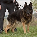 Clif (verspielter Opa & Sprengstoffsuchhund))