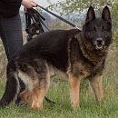 Clif (verspielter Opa & Sprengstoffsuchhund))