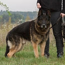 Clif (verspielter Opa & Sprengstoffsuchhund))