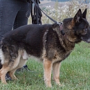 Clif (verspielter Opa & Sprengstoffsuchhund))