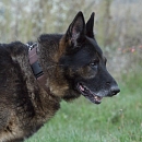 Clif (verspielter Opa & Sprengstoffsuchhund))