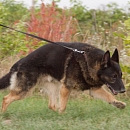 Clif (verspielter Opa & Sprengstoffsuchhund))