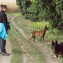 Clif (verspielter Opa & Sprengstoffsuchhund))