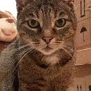 Mauzi