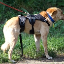 Argo