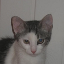 Fiodor