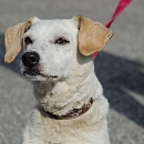 Pepita