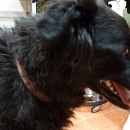 Chico