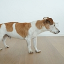 Arthur (Thuri)