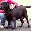 Sassa