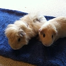 Gismo