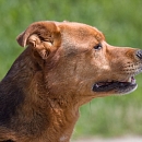 Benny