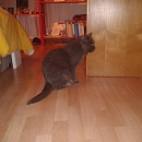 Pepper