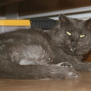 Pepper