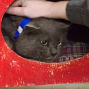 Pepper