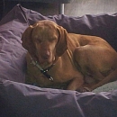 Lilly - Lupa