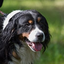 Ben