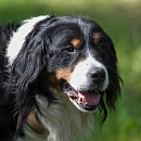 Ben