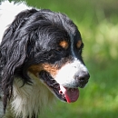 Ben