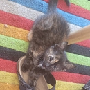 Coco