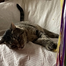 Hugo