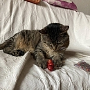 Hugo