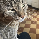 Hugo