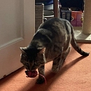 Hugo