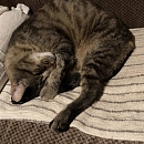Hugo