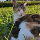 Lola