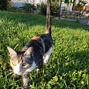 Lola
