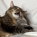Hugo